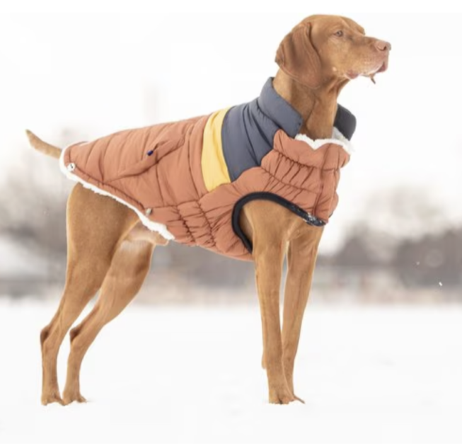 dog wearing a warm winter dog coat